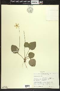 Parnassia glauca image