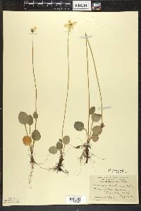 Parnassia glauca image