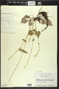 Mitella diphylla image