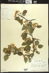 Crataegus macrosperma var. roanensis image