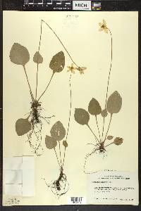 Parnassia glauca image