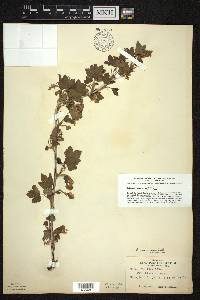 Ribes americanum image