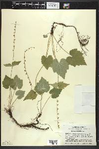 Mitella diphylla image