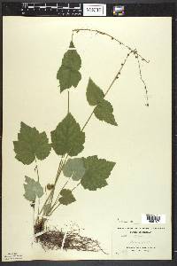 Mitella diphylla image