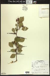 Crataegus chrysocarpa image