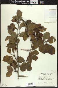 Crataegus punctata image