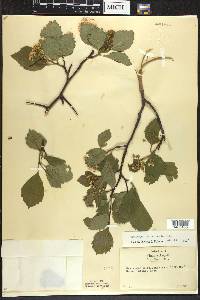 Crataegus succulenta image