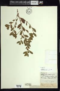 Polygonum erectum image