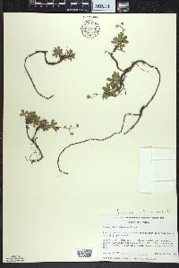 Sibbaldiopsis tridentata image