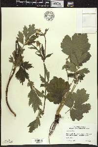 Geum aleppicum image