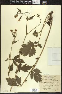 Geum aleppicum image