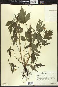 Geum aleppicum image