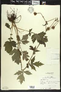 Geum aleppicum image