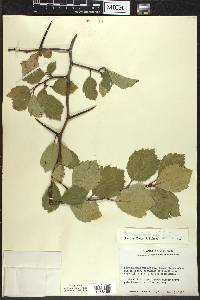 Crataegus succulenta image