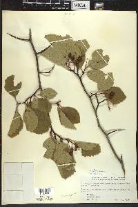 Crataegus succulenta image