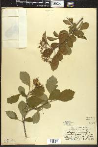 Crataegus punctata image