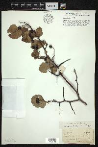 Crataegus succulenta image