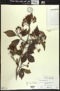 Crataegus succulenta image