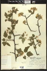 Malus coronaria image