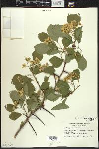 Crataegus succulenta image