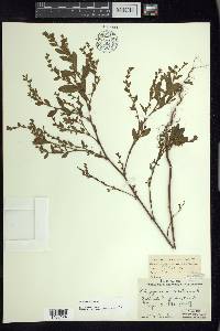 Polygonum erectum image