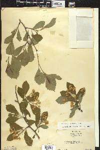 Crataegus punctata image