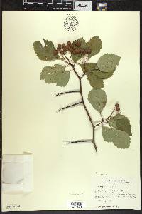 Crataegus succulenta image