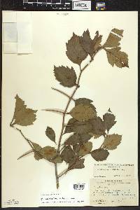 Crataegus punctata image