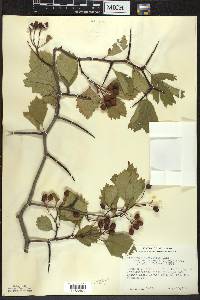 Crataegus succulenta image