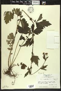 Geum aleppicum image