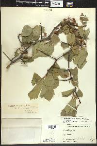 Crataegus succulenta image