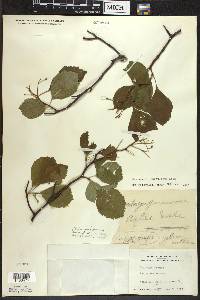 Crataegus succulenta image