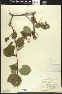 Crataegus succulenta image