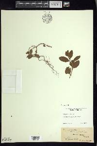 Polygonum erectum image