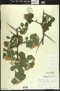 Crataegus succulenta image