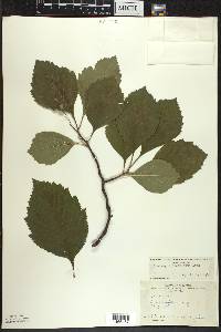 Crataegus succulenta image