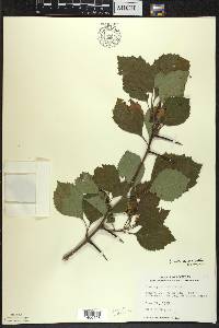 Crataegus succulenta image