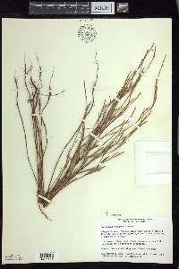 Polygonum douglasii image