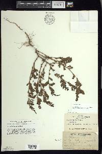 Polygonum erectum image