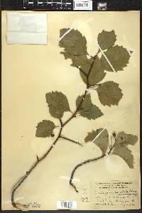 Crataegus succulenta image