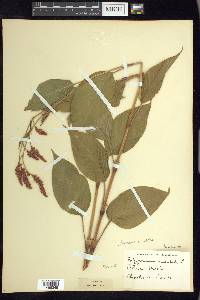 Persicaria orientalis image