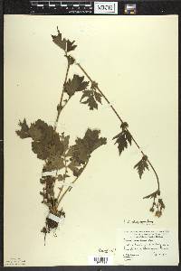 Geum aleppicum image