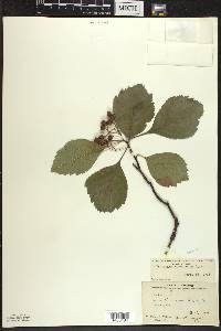 Crataegus succulenta image