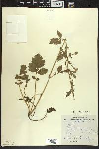 Geum aleppicum image