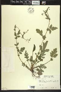 Geum vernum image