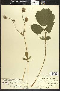 Geum rivale image