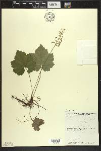 Tiarella cordifolia image