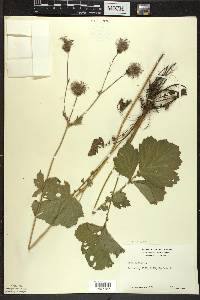 Geum rivale image