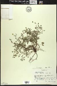 Potentilla argentea image