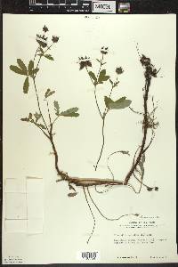 Comarum palustre image
